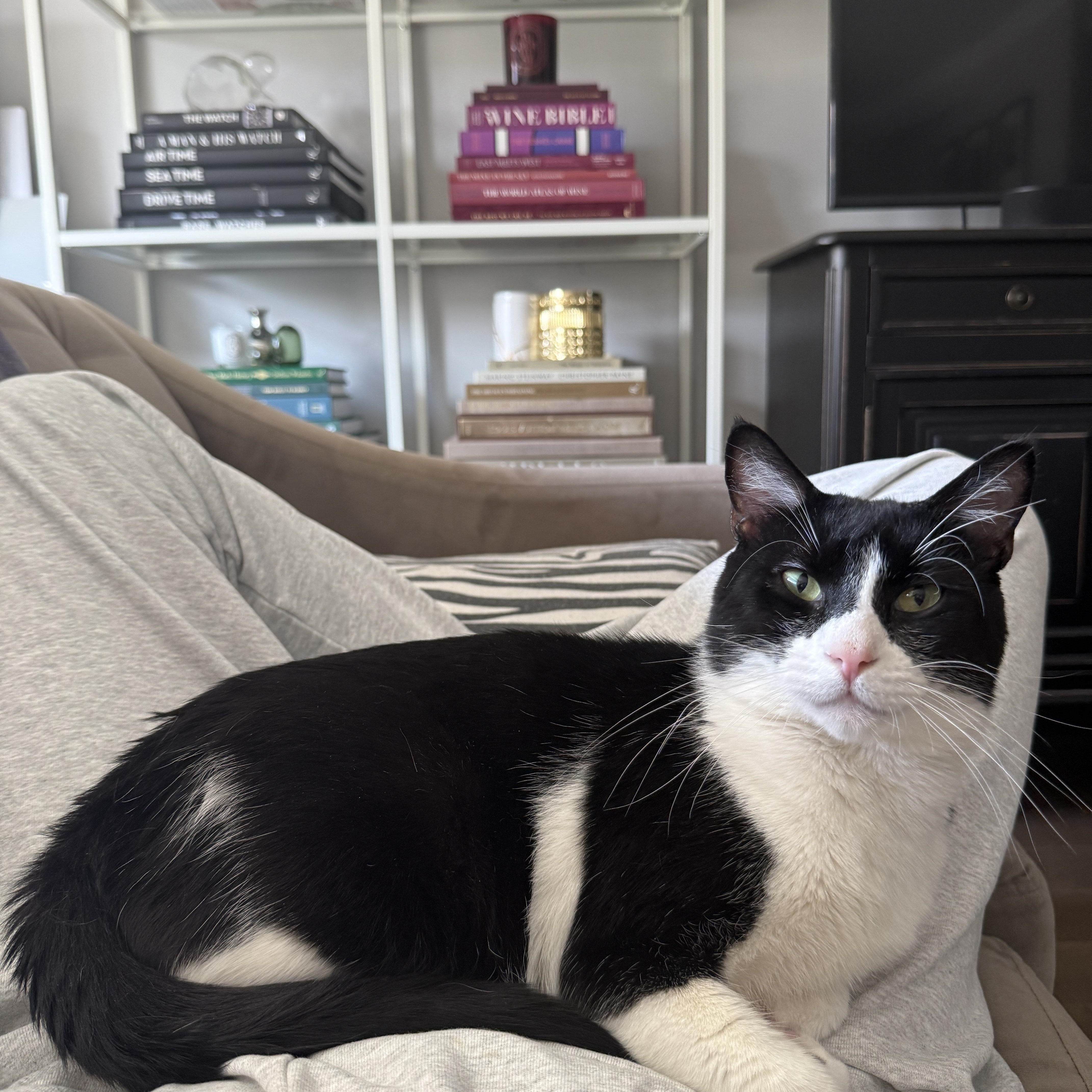 Spot Domestic Short Hair Cat