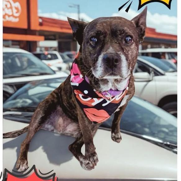 Enlarge Olivia, a Adoptable mixed breed in North Port, FL image 1/1