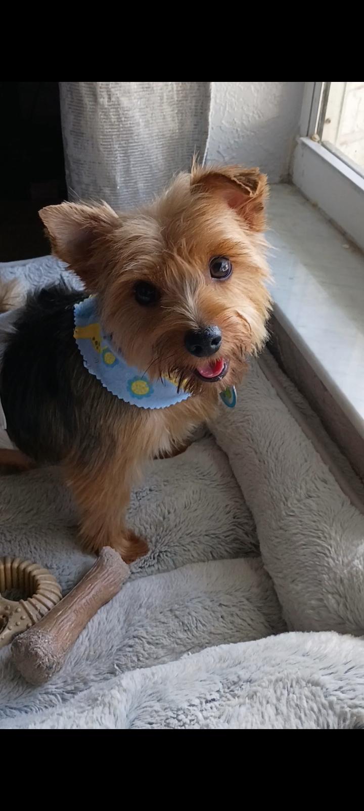 Tango, Adoptable, Young Male Yorkshire Terrier.