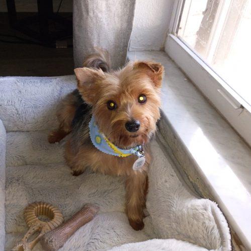 Enlarge Tango, a Adoptable Yorkshire Terrier in Plantation, FL image 2/4