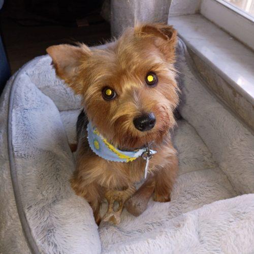 Enlarge Tango, a Adoptable Yorkshire Terrier in Plantation, FL image 3/4