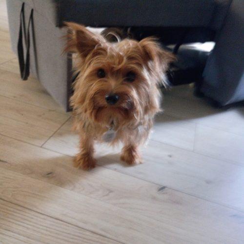 Enlarge Tango, a Adoptable Yorkshire Terrier in Plantation, FL image 4/4