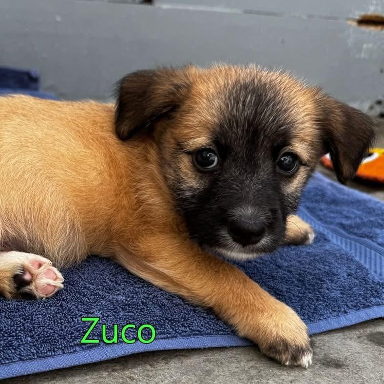 Enlarge Zuco, an adopted Mixed Breed in Thornhill, ON image 6/6