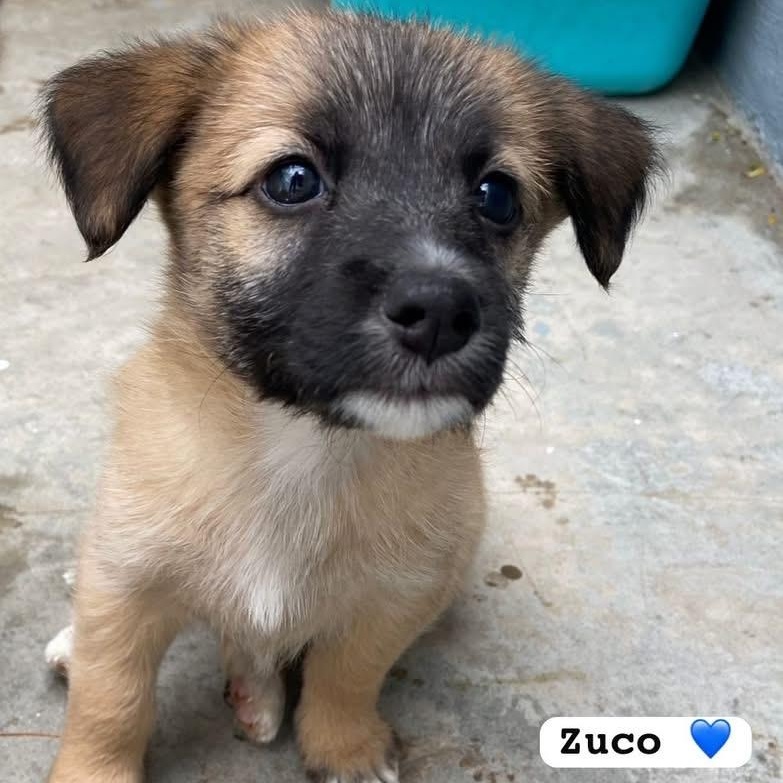 Enlarge Zuco, an adopted Mixed Breed in Thornhill, ON image 1/6