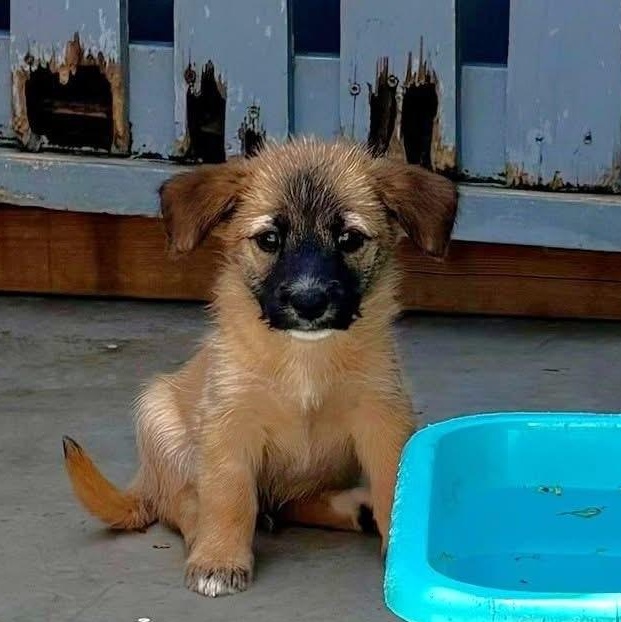 Enlarge Zuco, an adopted Mixed Breed in Thornhill, ON image 2/6