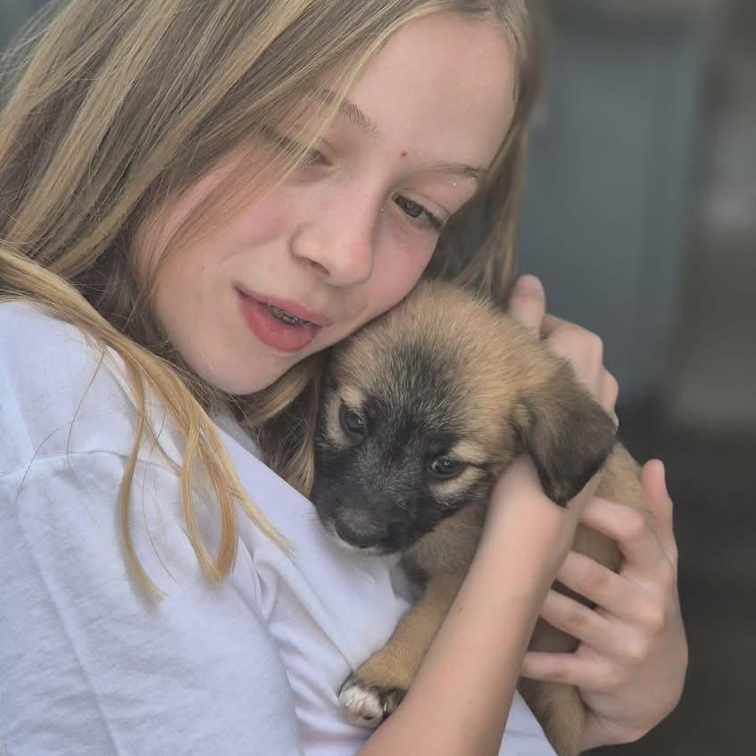 Enlarge Zuco, an adopted Mixed Breed in Thornhill, ON image 3/6