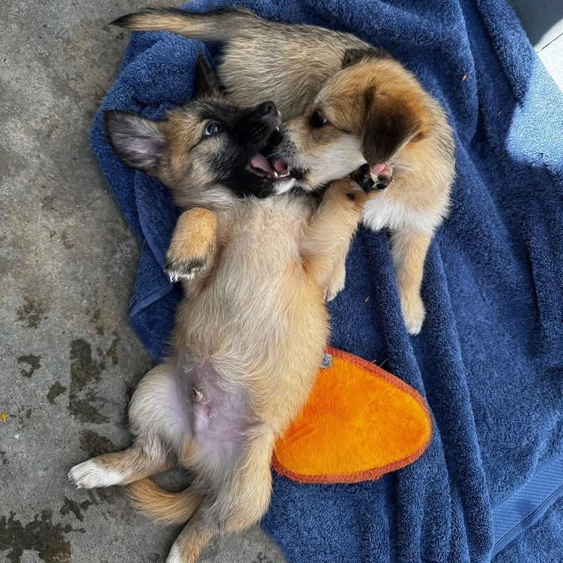 Enlarge Zuco, an adopted Mixed Breed in Thornhill, ON image 4/6