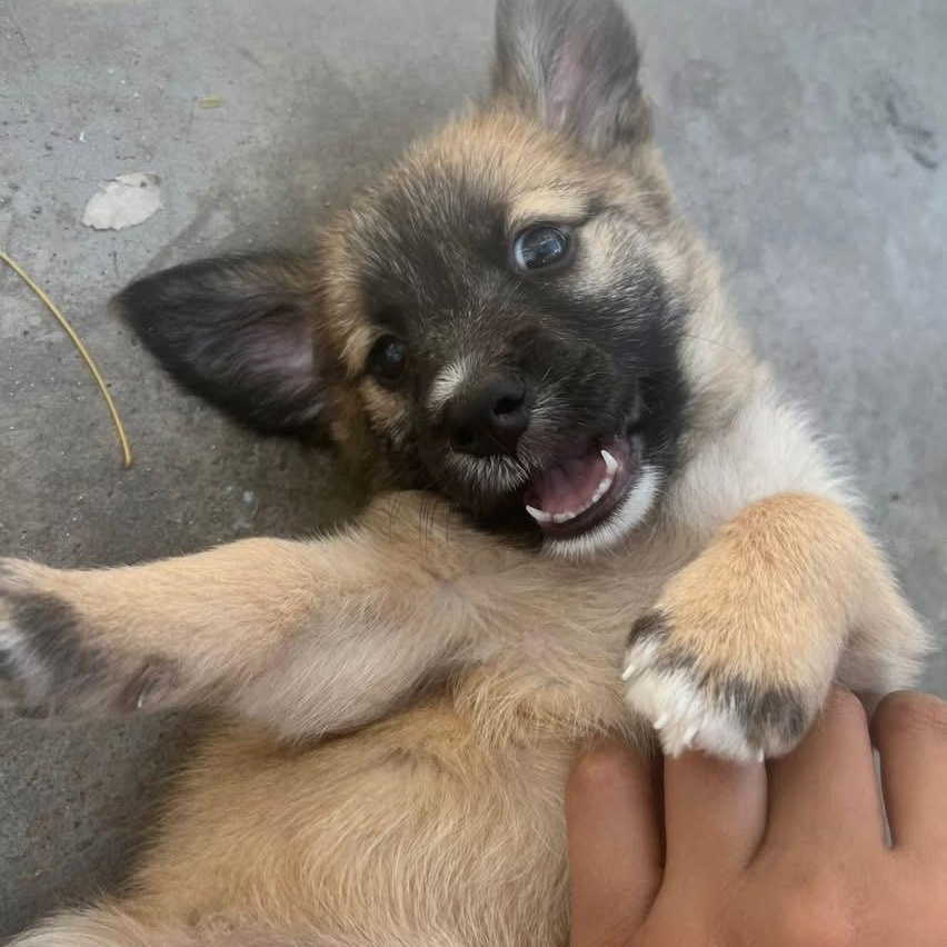 Enlarge Zuco, an adopted Mixed Breed in Thornhill, ON image 5/6