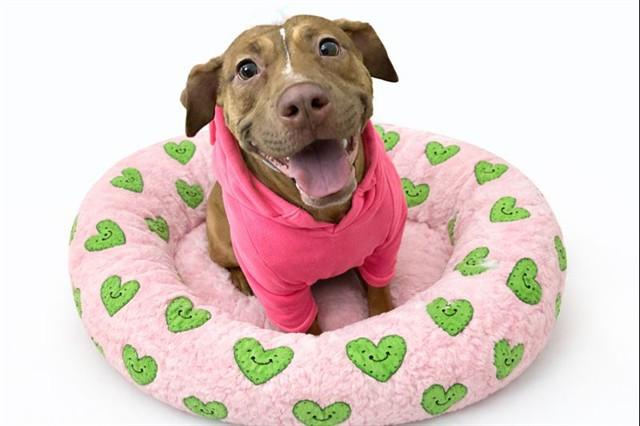 PICKLES, Adoptable, Young Female American Bulldog & Mixed Breed.