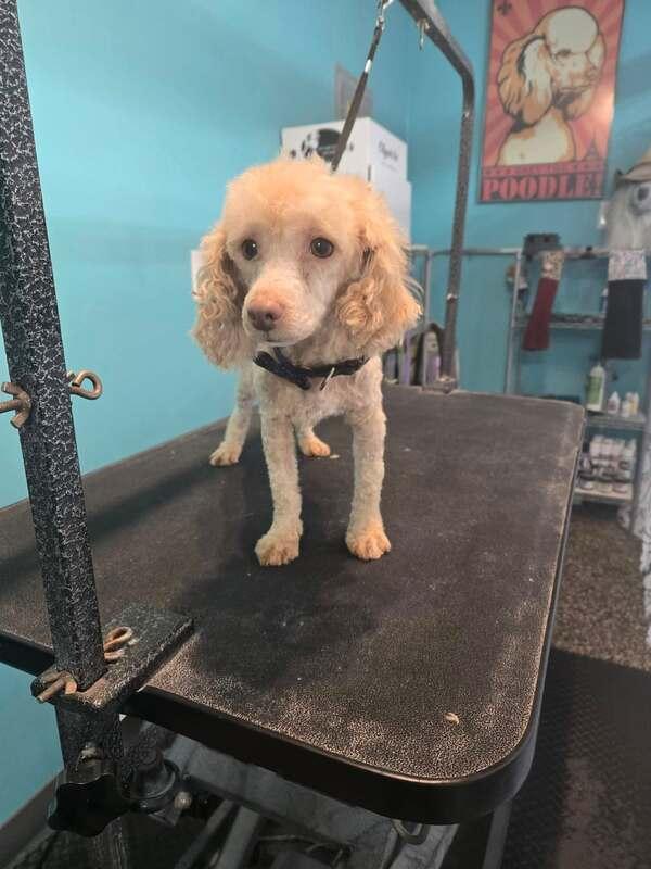 NINO, ADOPTABLE, Young Female Poodle.