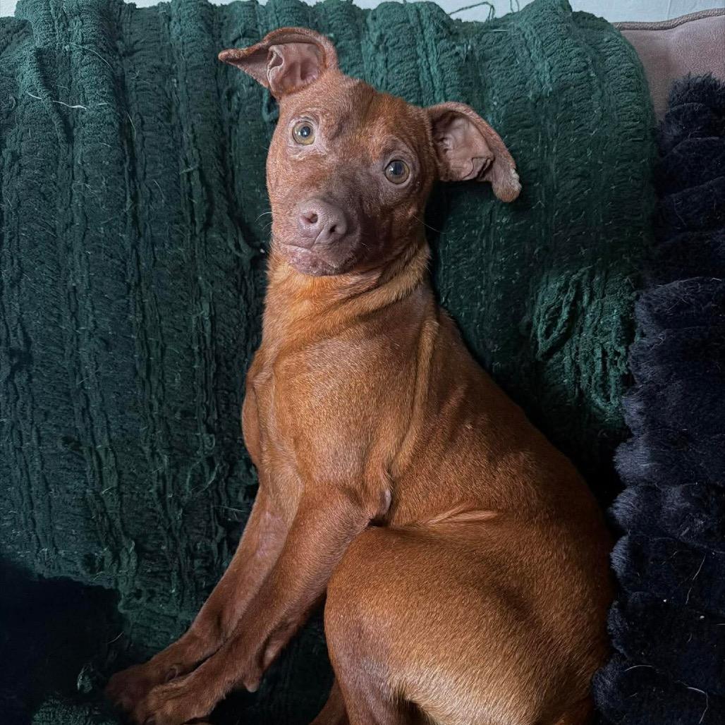 Loki, Adoptable, Young Male Miniature Pinscher.