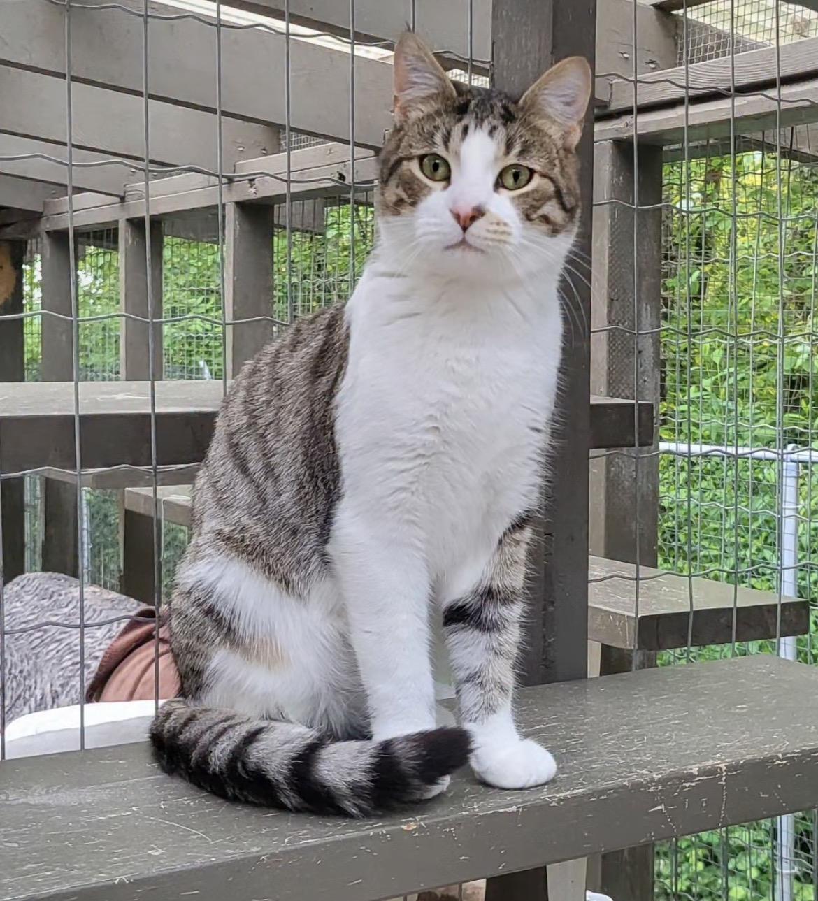 Enlarge Antonio, a Adoptable Tabby in Maple Ridge, BC image 3/6