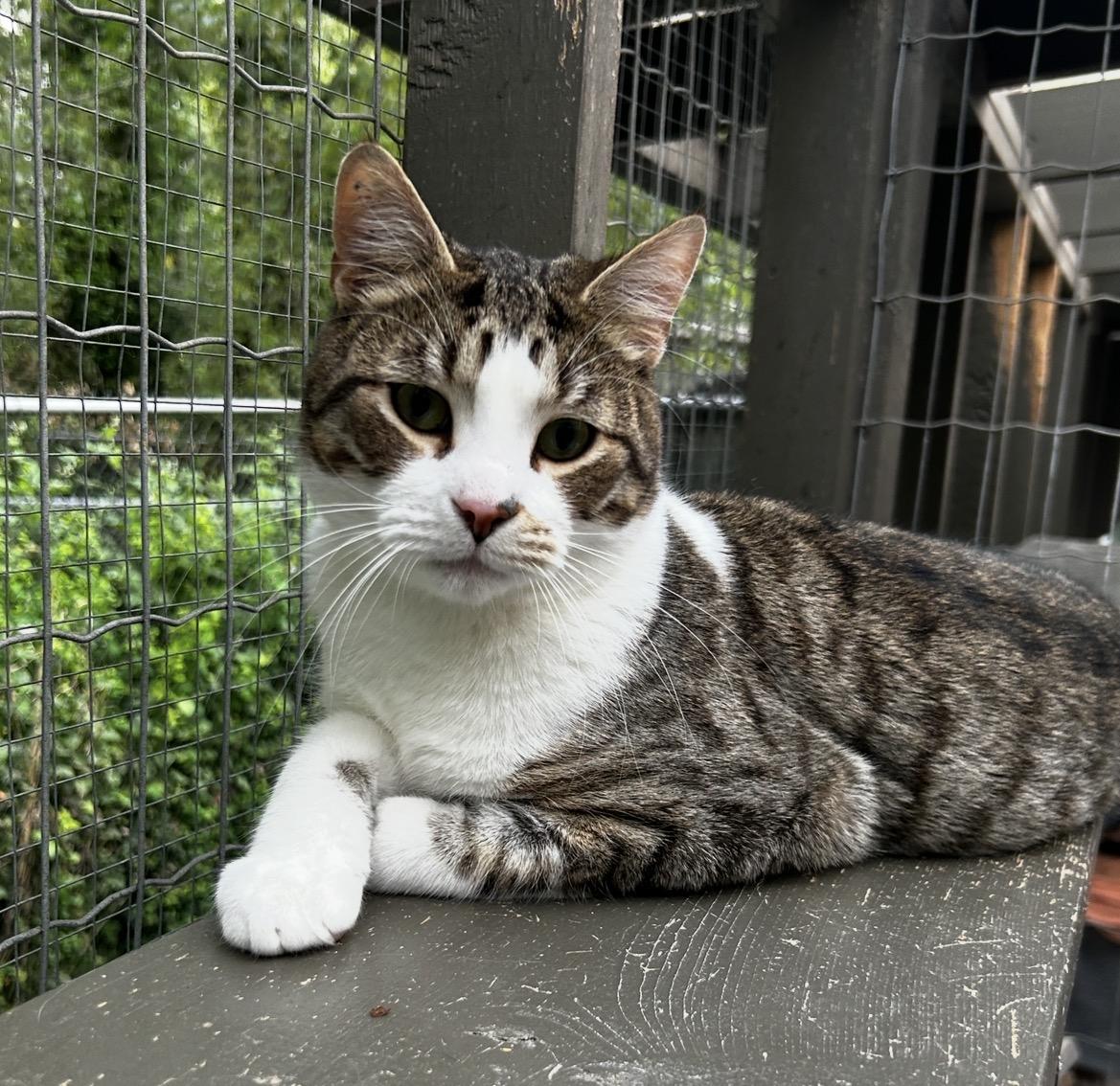 Enlarge Antonio, a Adoptable Tabby in Maple Ridge, BC image 2/6