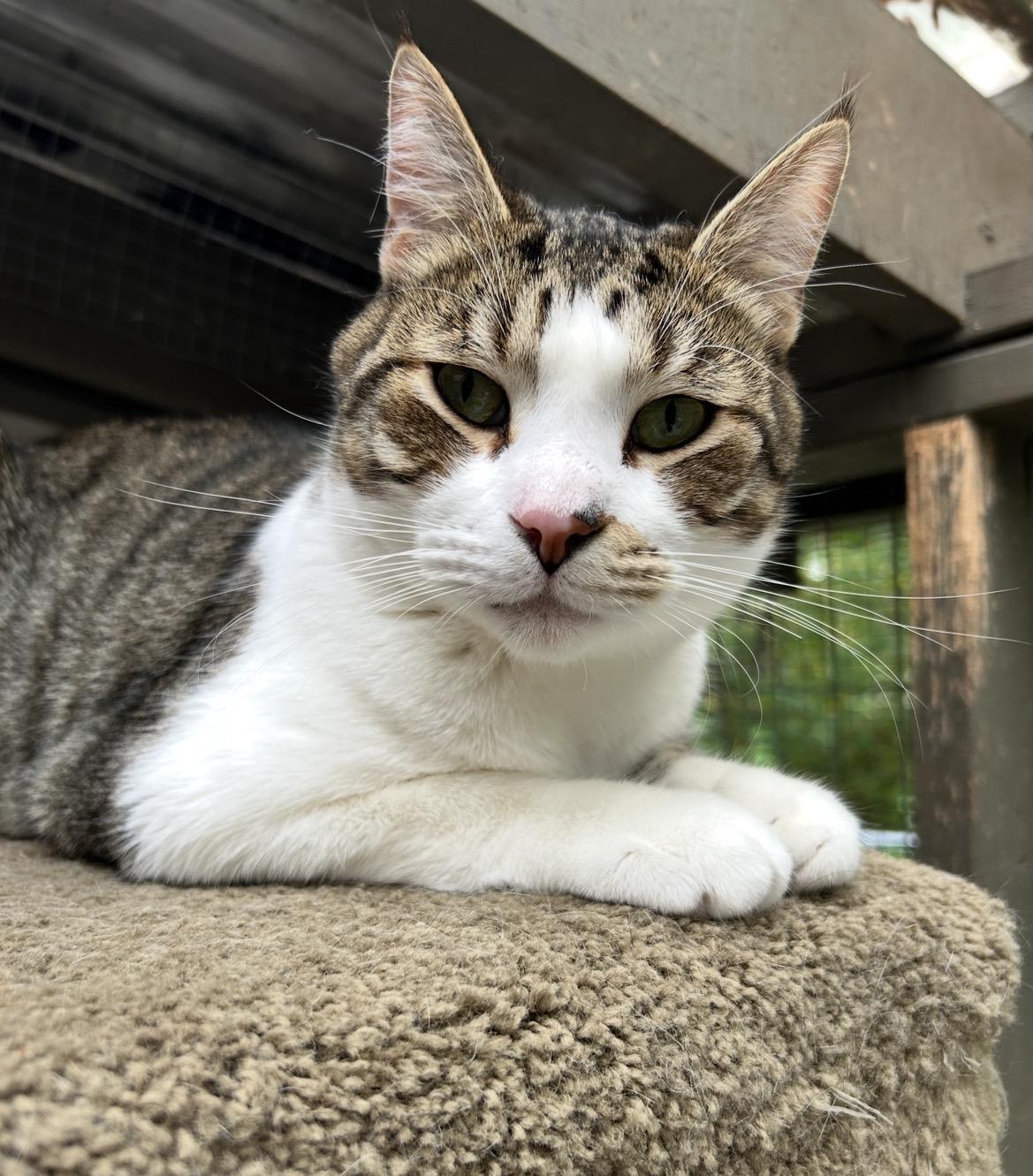 Antonio, Adoptable, Young Male Tabby.