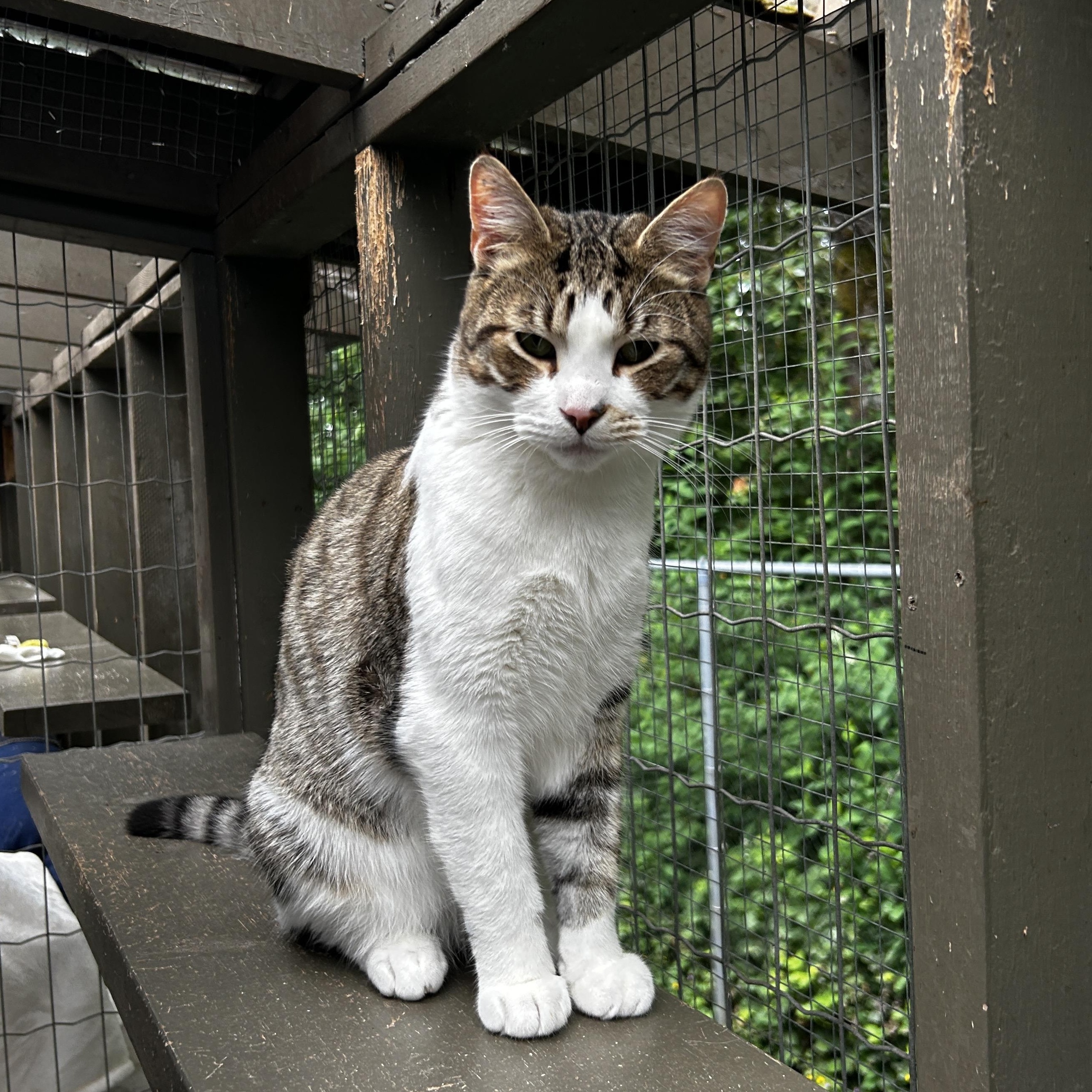 Enlarge Antonio, a Adoptable Tabby in Maple Ridge, BC image 6/6