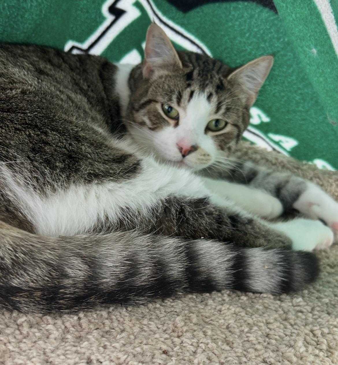 Enlarge Antonio, a Adoptable Tabby in Maple Ridge, BC image 5/6