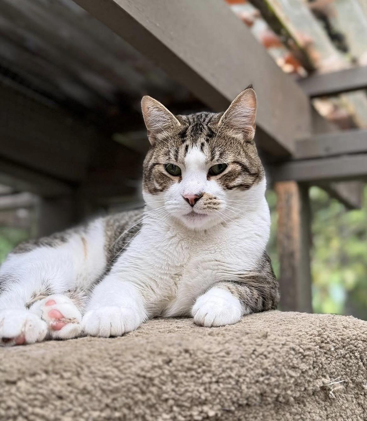 Enlarge Antonio, a Adoptable Tabby in Maple Ridge, BC image 4/6