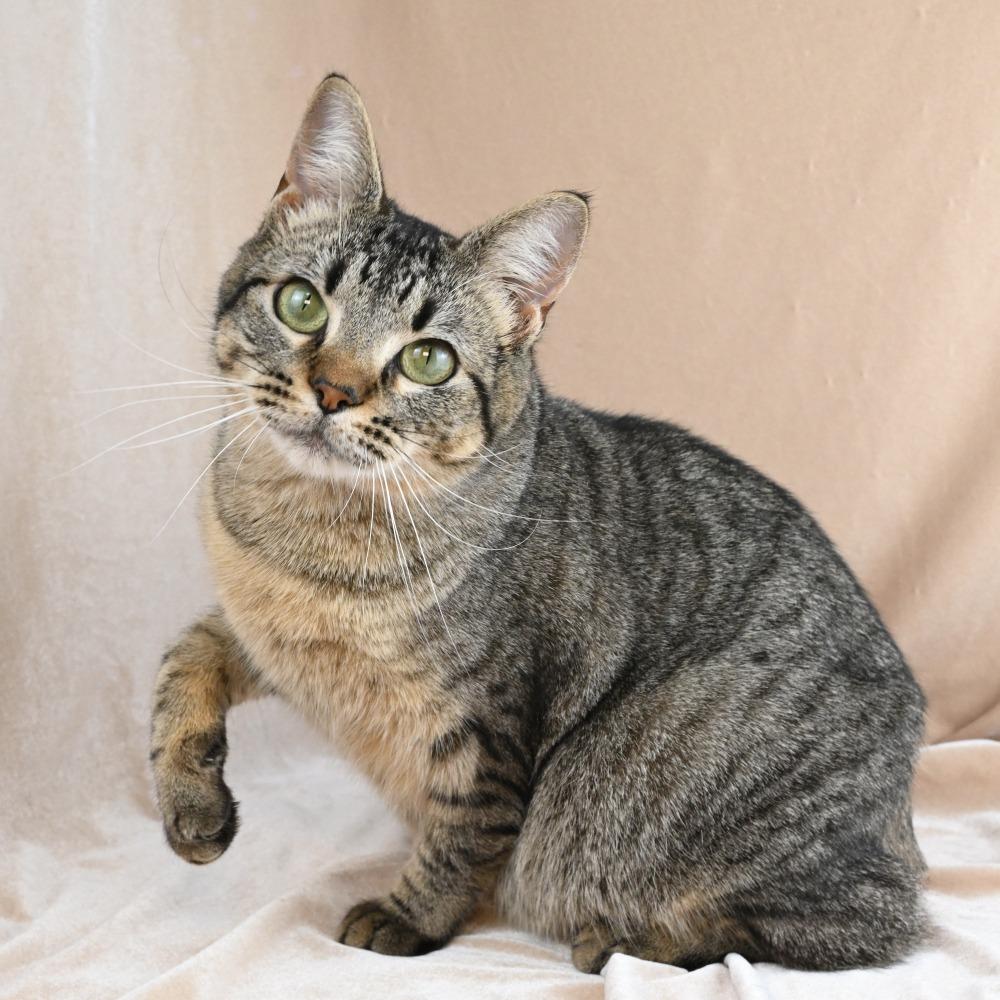 Conrad, Adoptable, Young Male Domestic Short Hair.