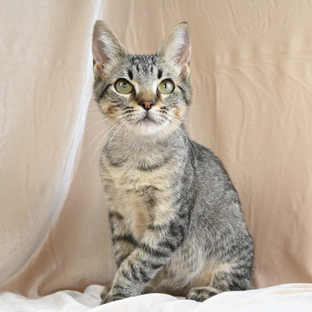 Conrad, Adoptable, Young Male Domestic Short Hair.