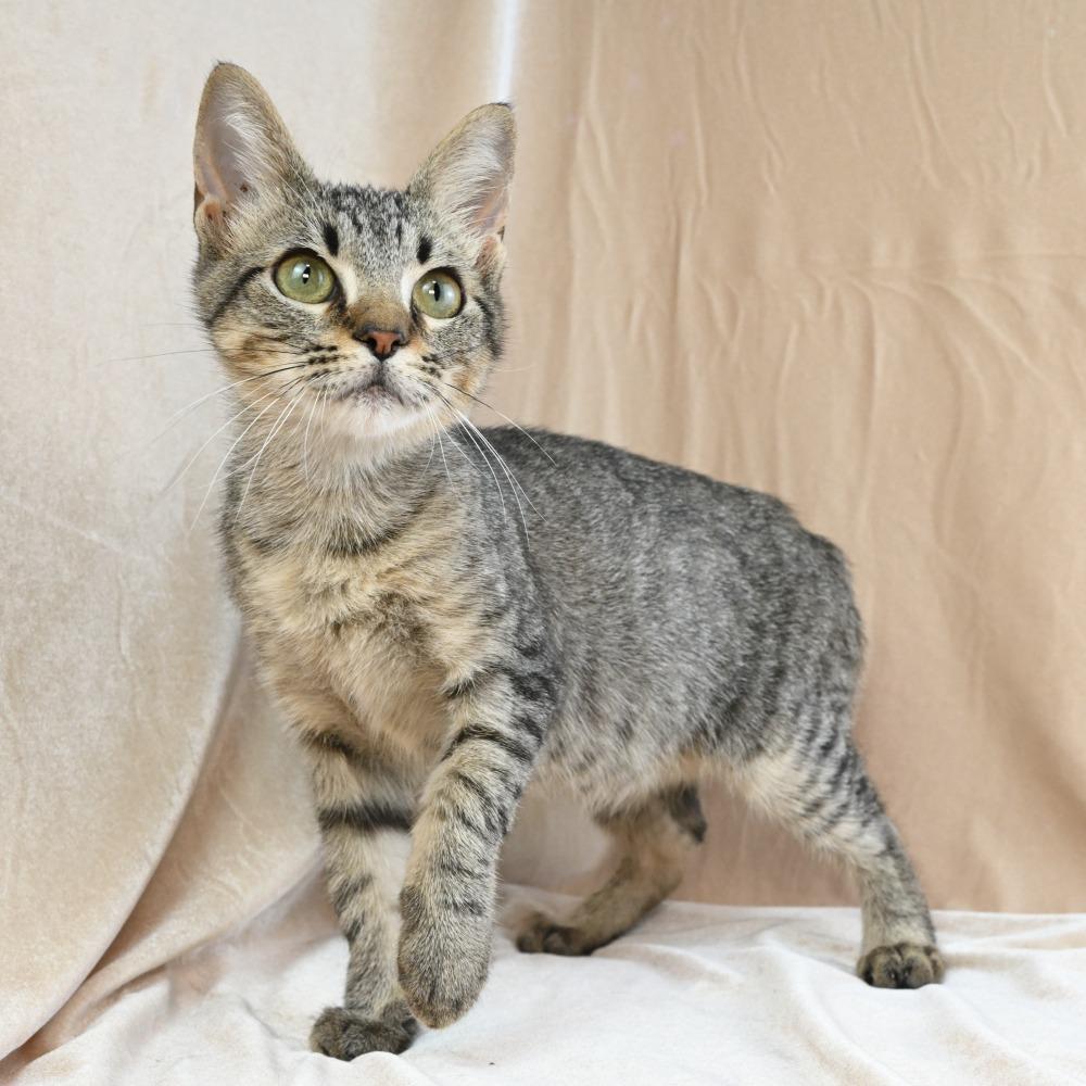 Enlarge Conrad, a Adoptable Domestic Short Hair in Mobile, AL image 2/6