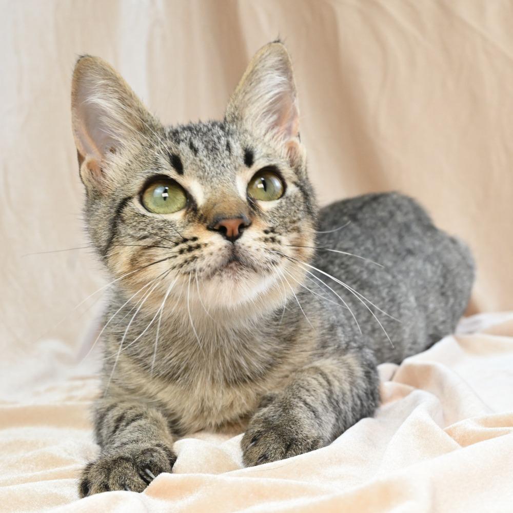 Enlarge Conrad, a Adoptable Domestic Short Hair in Mobile, AL image 3/6