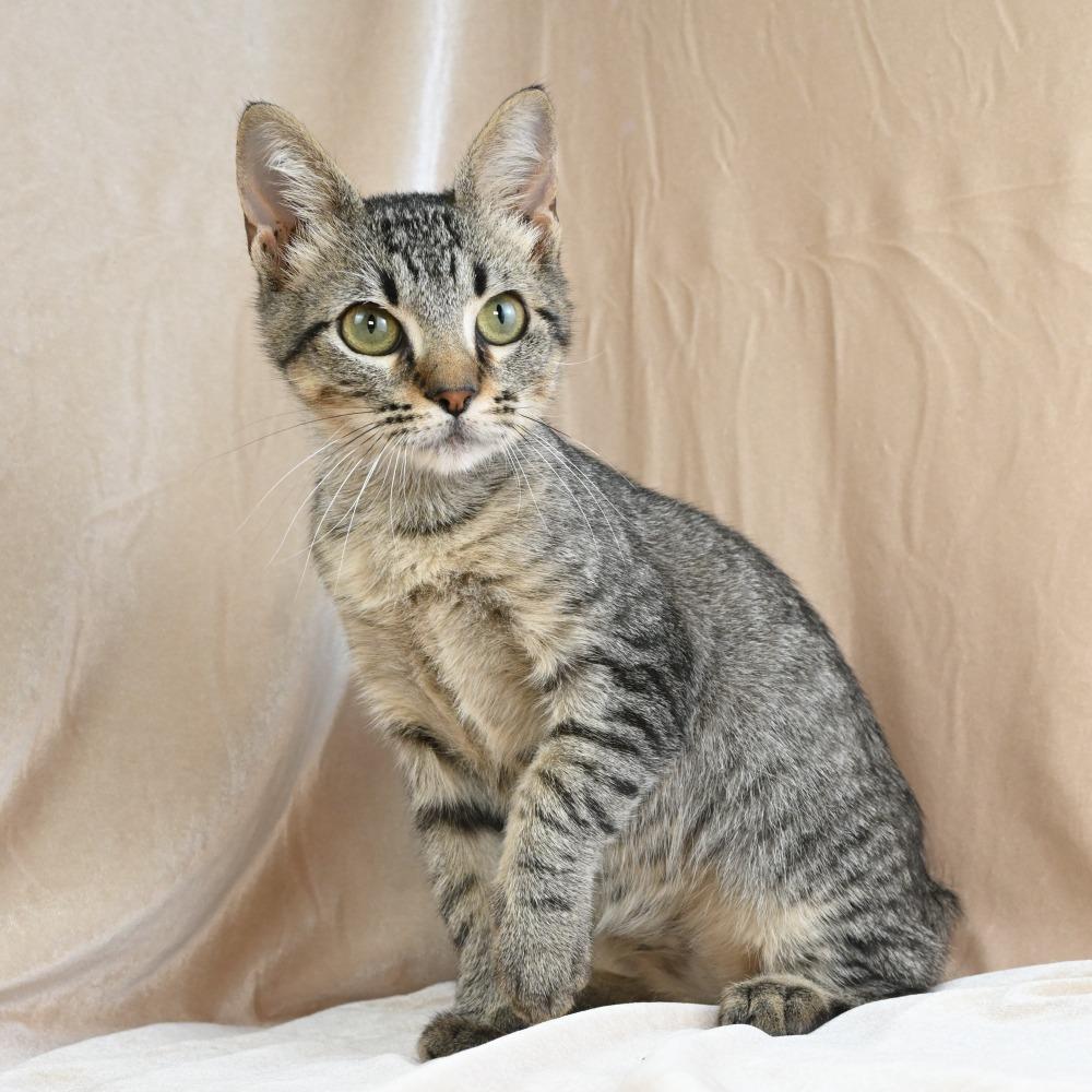 Enlarge Conrad, a Adoptable Domestic Short Hair in Mobile, AL image 4/6
