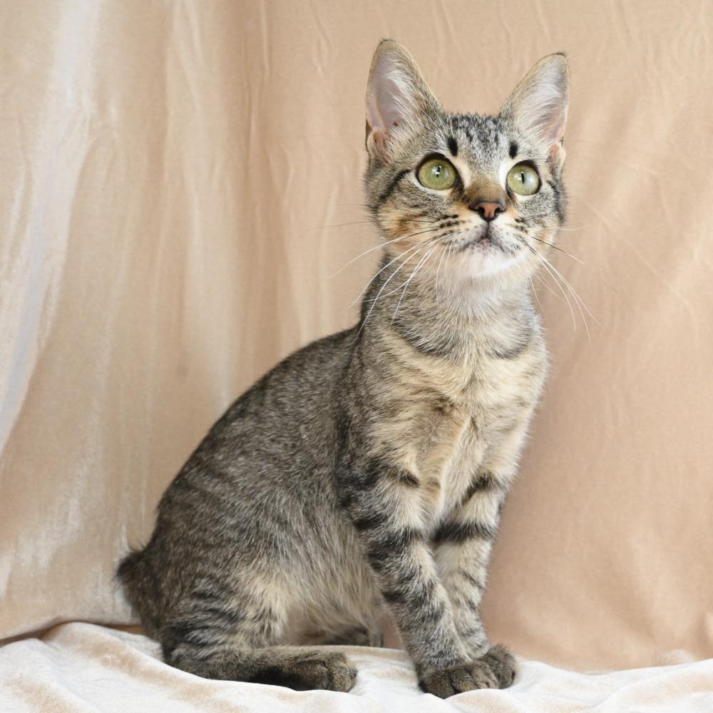 Enlarge Conrad, a Adoptable Domestic Short Hair in Mobile, AL image 5/6
