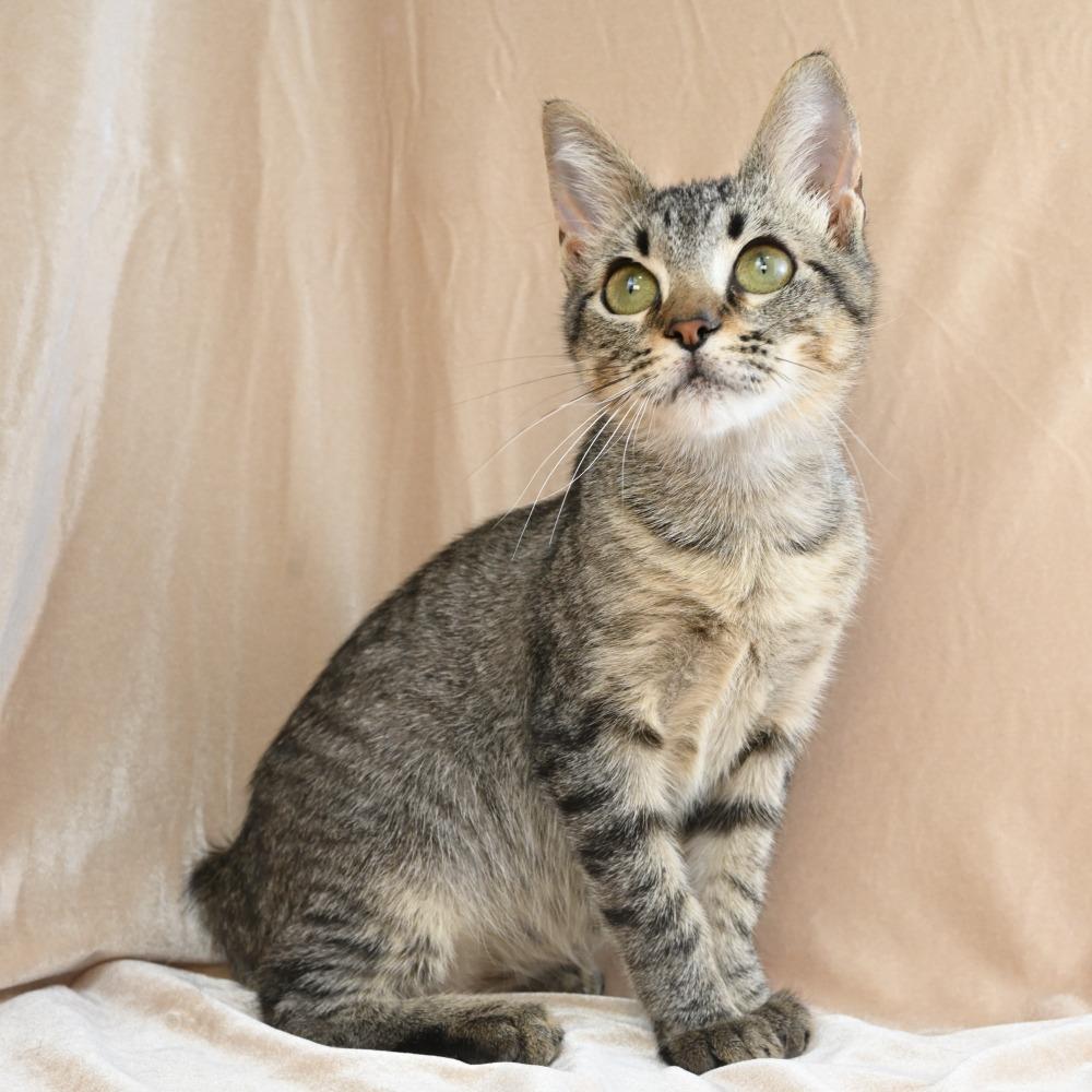 Enlarge Conrad, a Adoptable Domestic Short Hair in Mobile, AL image 6/6