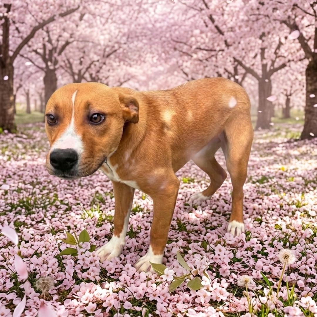 Cherry, a ADOPTABLE mixed breed in Lancaster, KY image 2/2