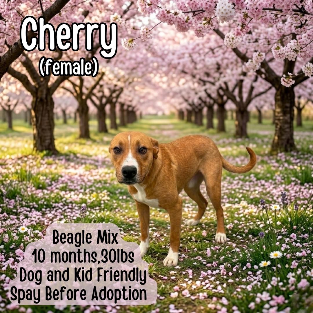 Cherry, ADOPTABLE, Young Female Beagle.
