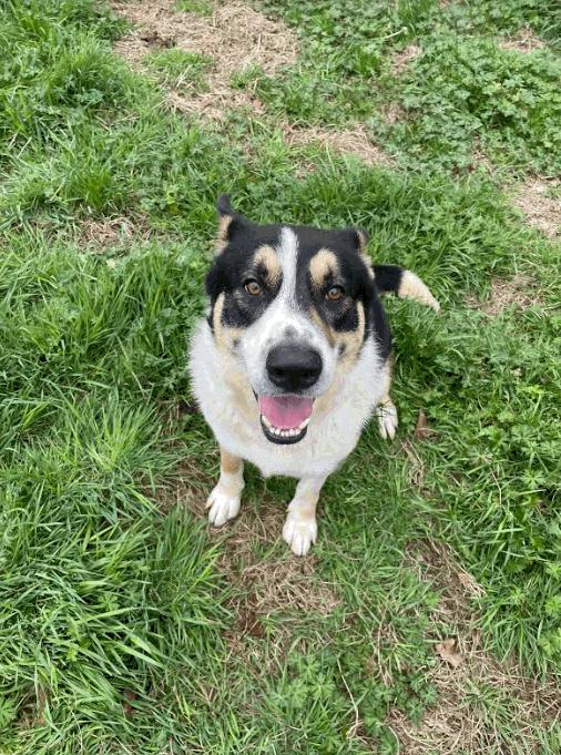 Enlarge Beax, a Adoptable mixed breed in Jackson, MS image 1/1