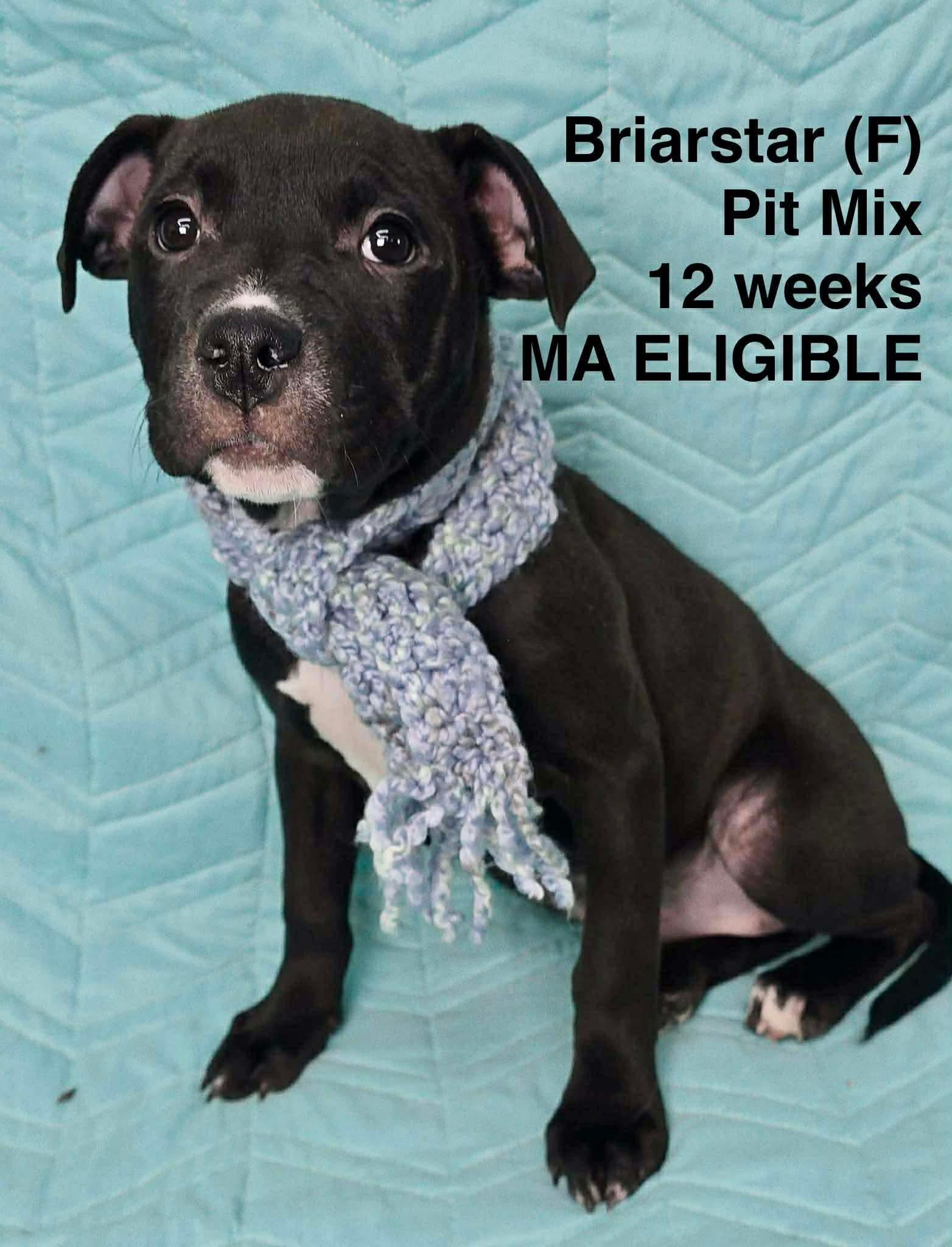 Enlarge BRIARSTAR, a Adoptable Pit Bull Terrier in Pomfret Center, CT image 1/2