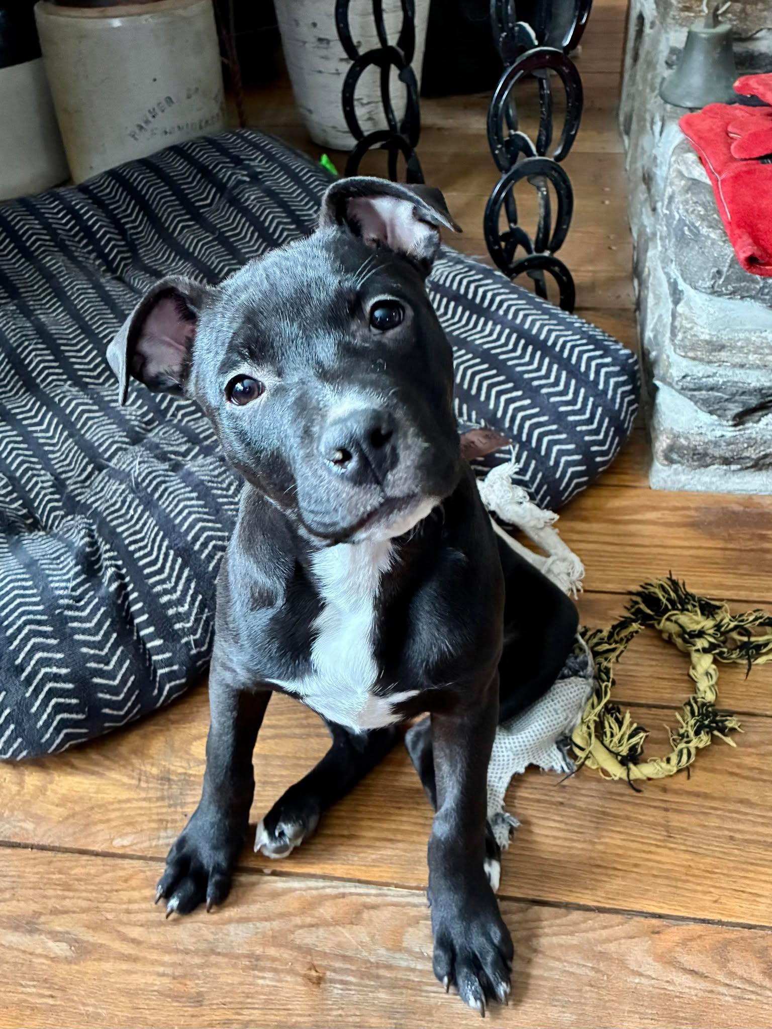 Enlarge BRIARSTAR, a Adoptable Pit Bull Terrier in Pomfret Center, CT image 2/2