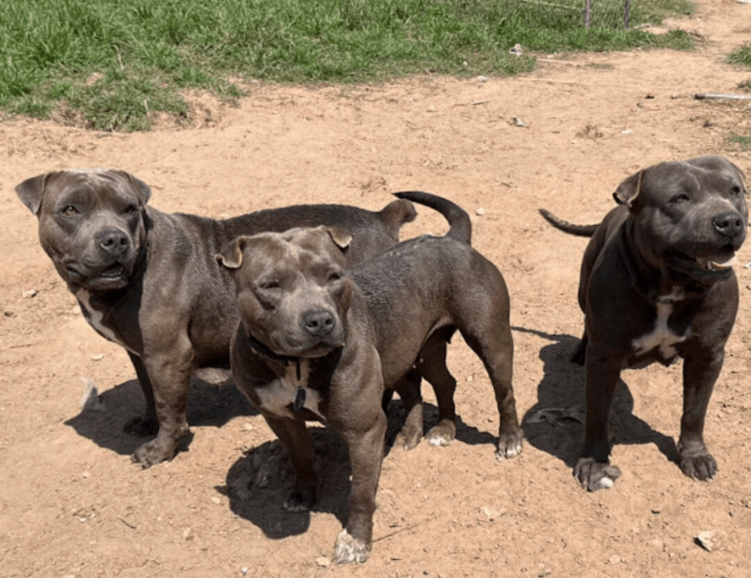 Cardi B, Rza and Sza, Adoptable, Young Female Staffordshire Bull Terrier.