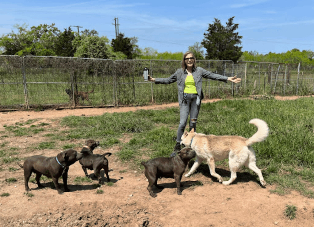 Enlarge Cardi B, Rza and Sza, a Adoptable Staffordshire Bull Terrier in Austin, TX image 2/2