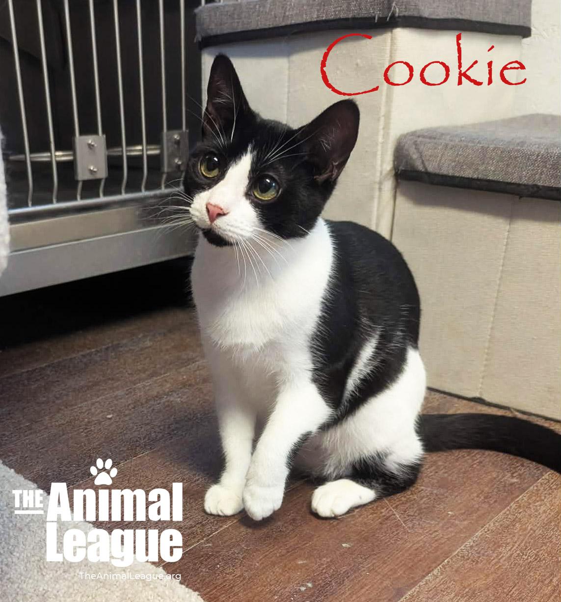 Enlarge Cookie, a Adoptable Domestic Short Hair in Groveland, FL image 2/6