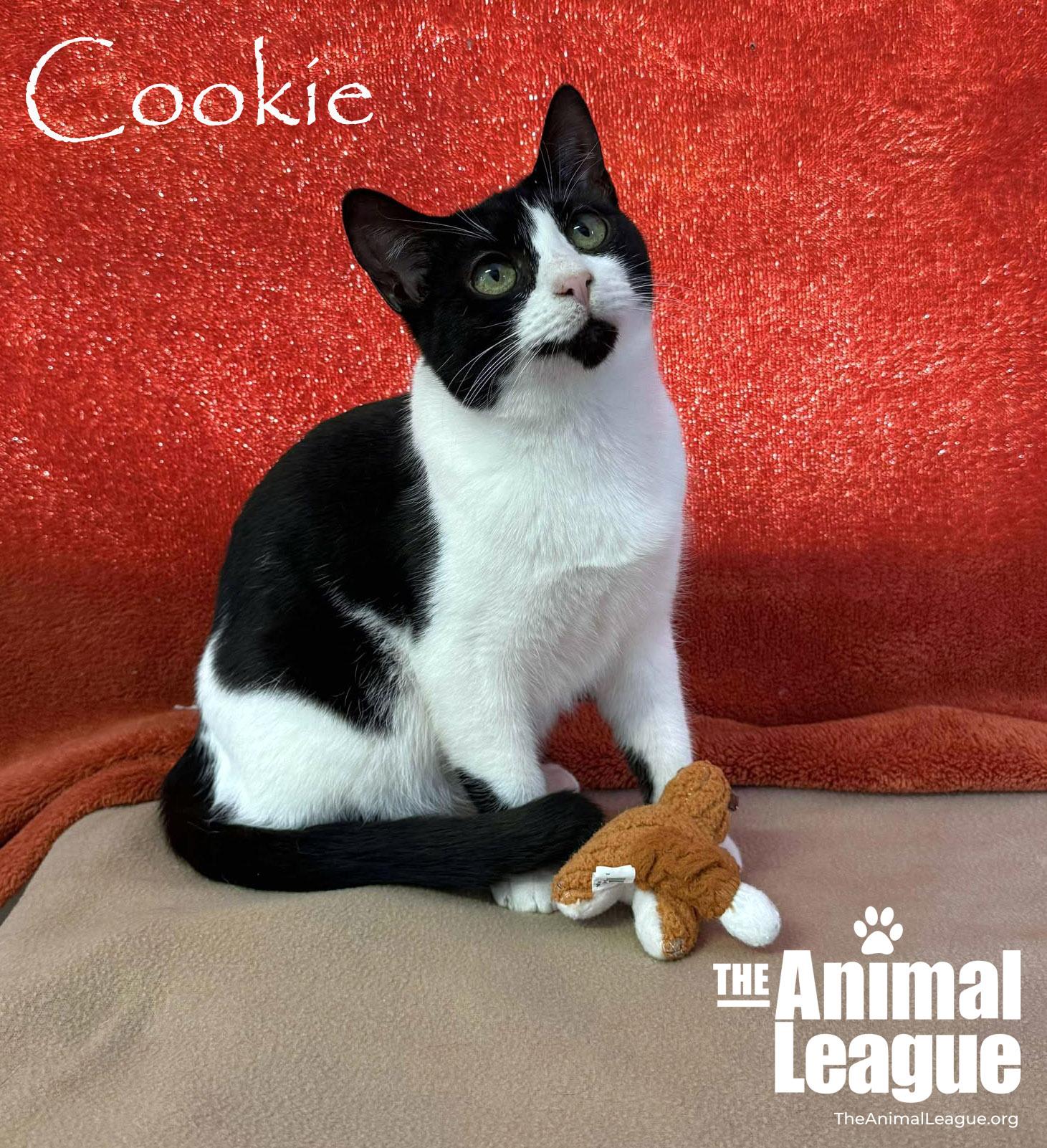 Enlarge Cookie, a Adoptable Domestic Short Hair in Clermont, FL image 3/4