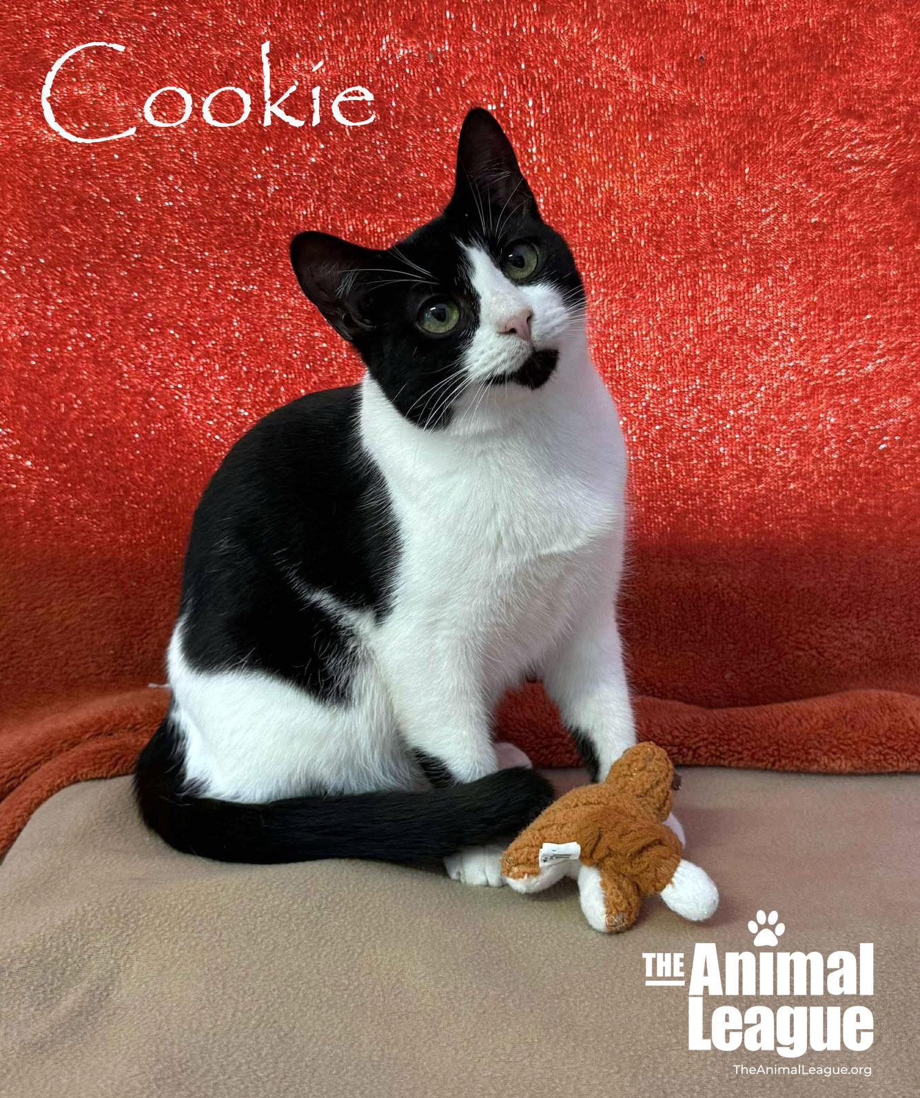 Cookie, Adoptable, Young Female Domestic Short Hair.