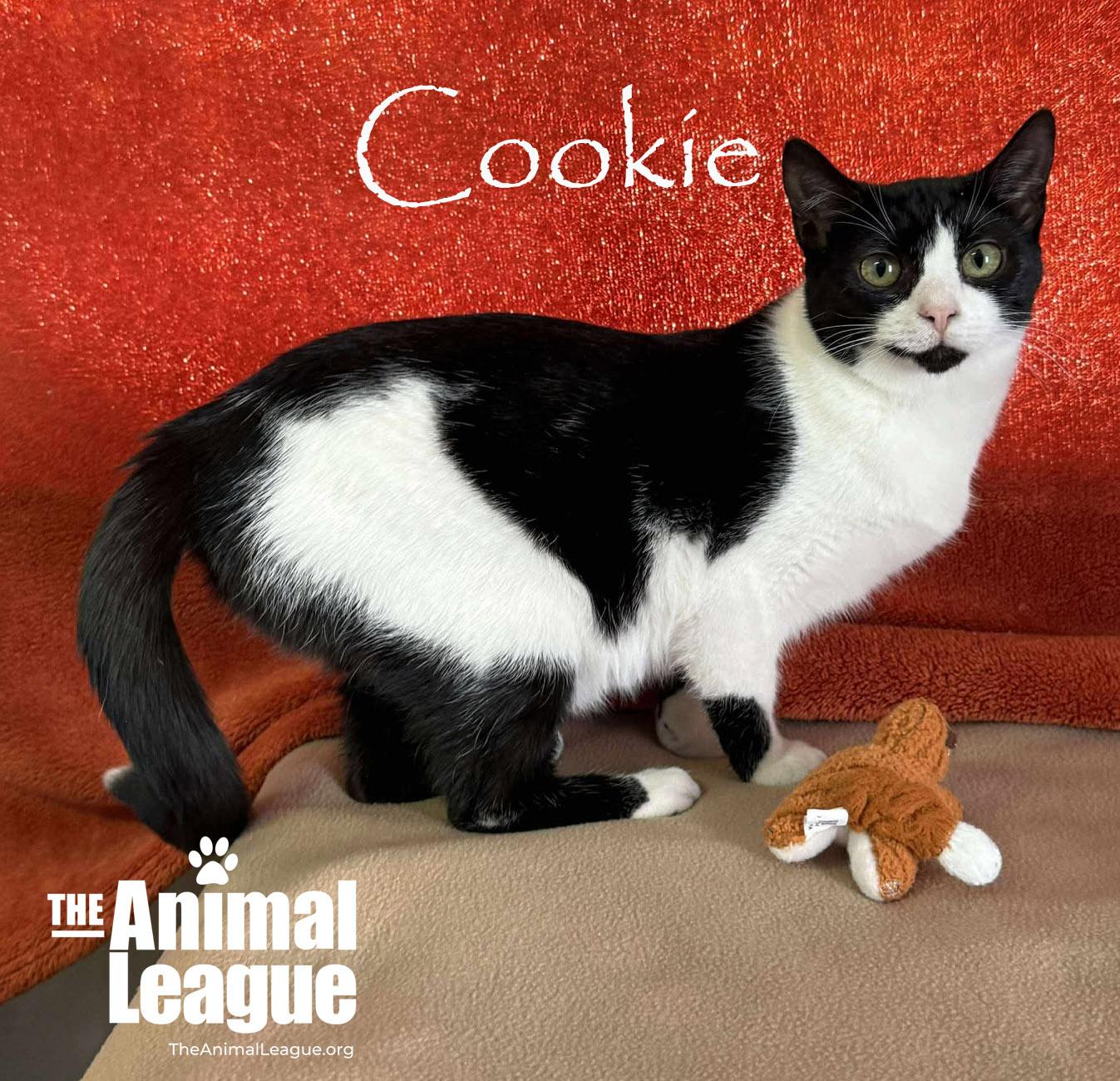 Enlarge Cookie, a Adoptable Domestic Short Hair in Clermont, FL image 4/4