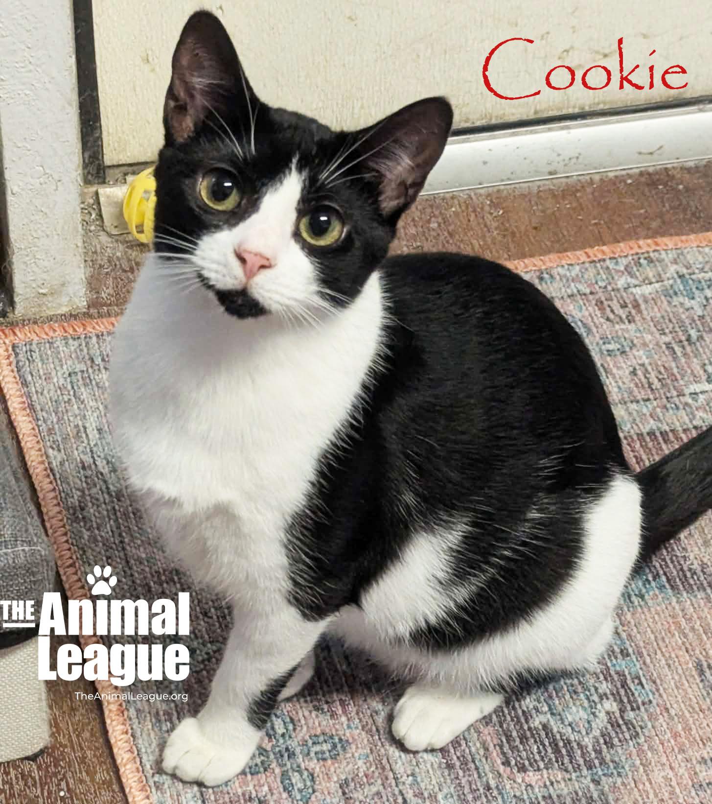 Enlarge Cookie, a Adoptable Domestic Short Hair in Groveland, FL image 1/6