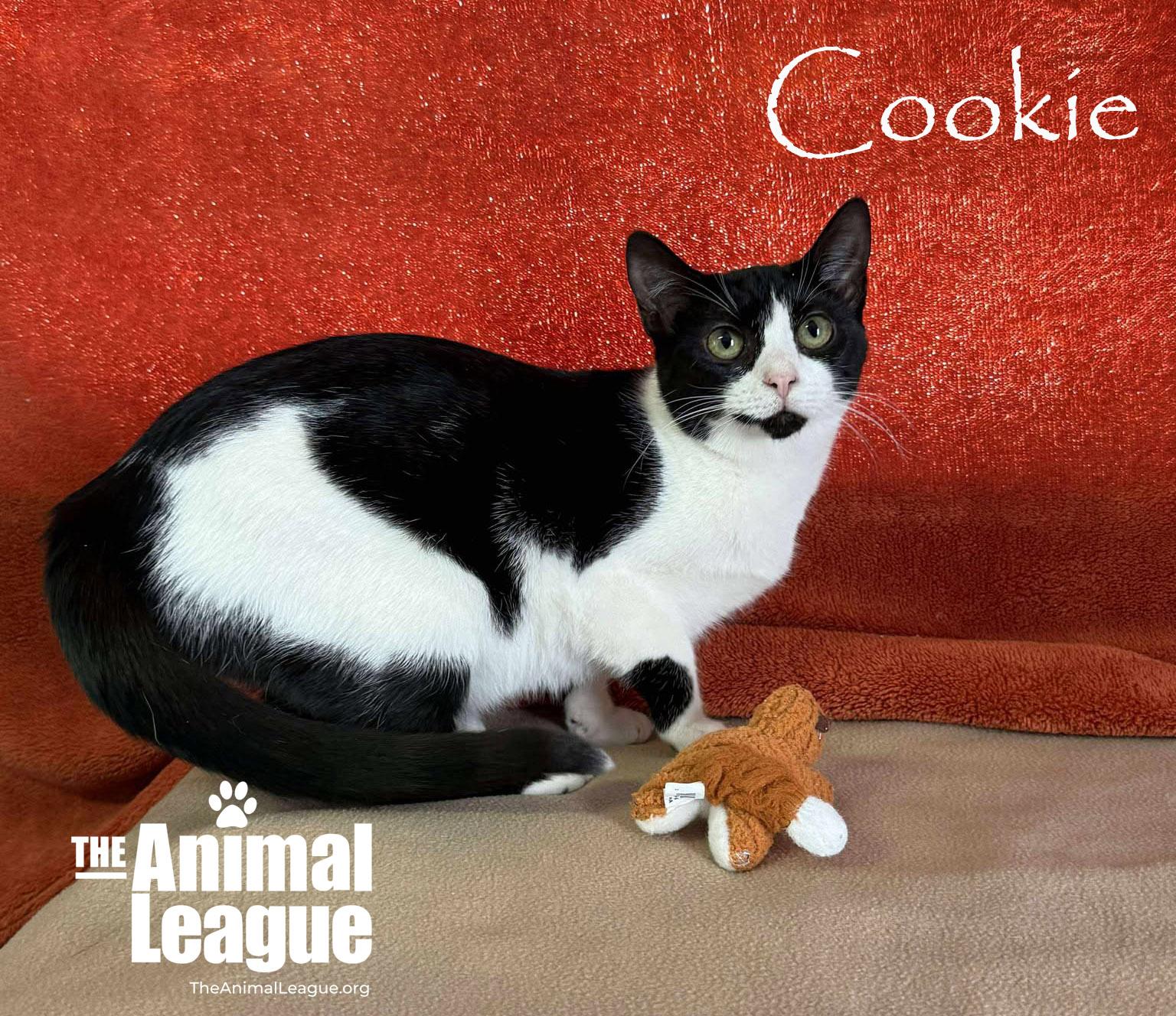 Enlarge Cookie, a Adoptable Domestic Short Hair in Clermont, FL image 2/4
