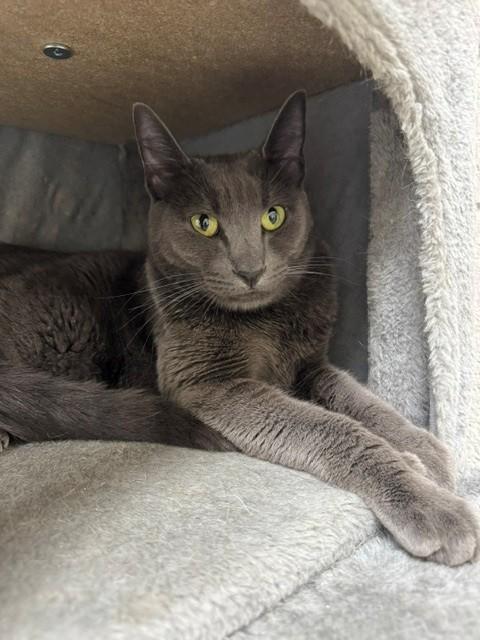 Enlarge OZZIE, a Adoptable Domestic Short Hair in Naples, FL image 1/1