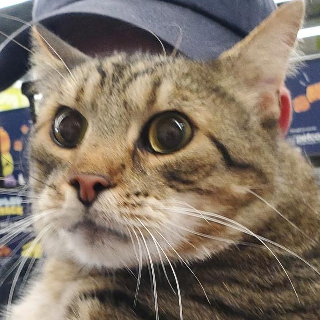 Enlarge Yogurt, a ADOPTABLE Tabby in Maple Shade, NJ image 1/4