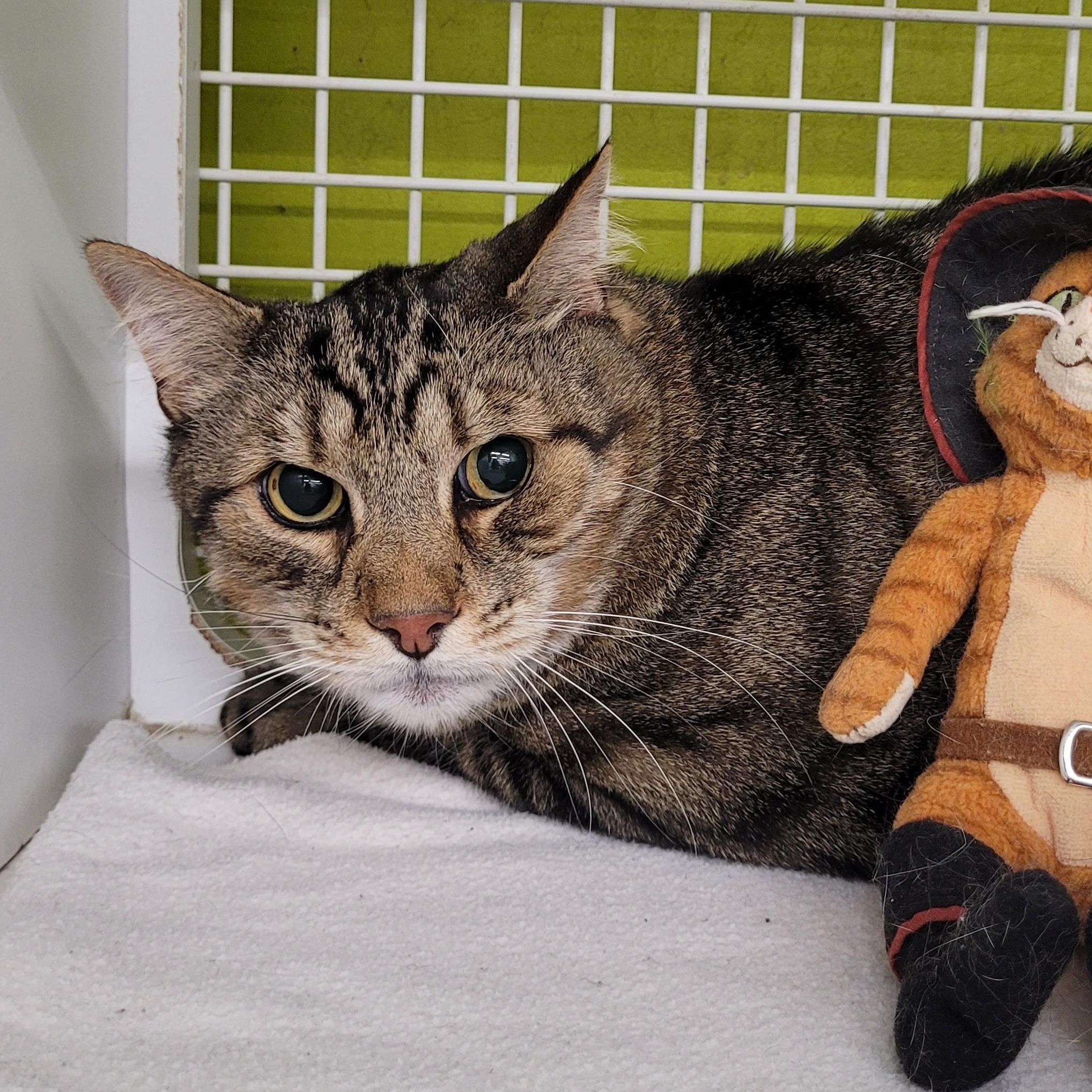 Enlarge Yogurt, a ADOPTABLE Tabby in Maple Shade, NJ image 3/4