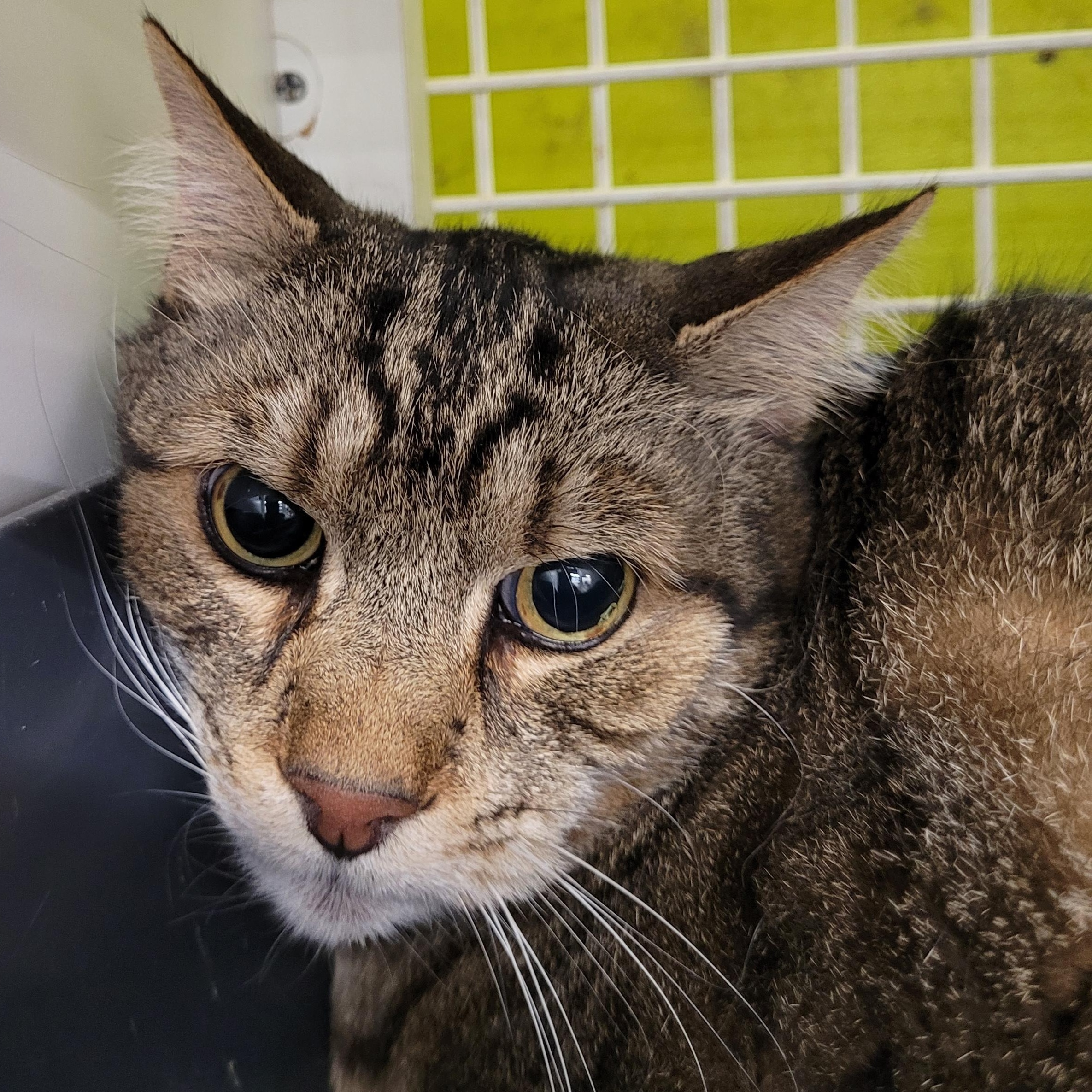 Enlarge Yogurt, a ADOPTABLE Tabby in Maple Shade, NJ image 4/4
