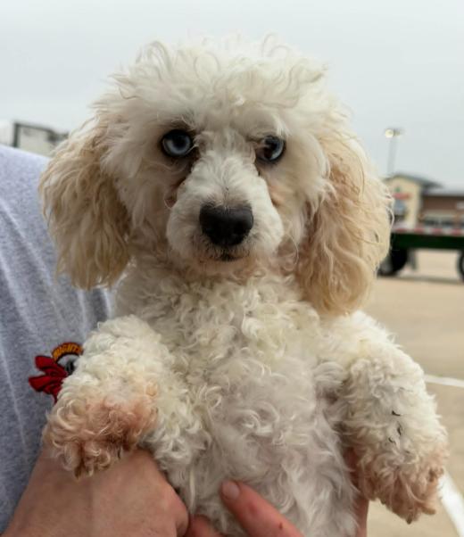 Enlarge Gabriel in RI, a Adoptable Poodle in Cranston, RI image 1/3