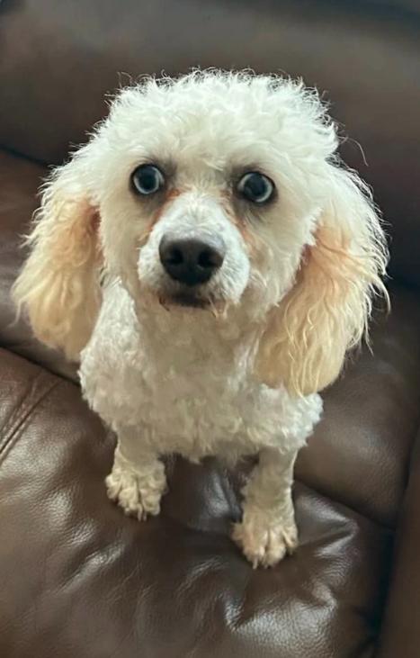 Enlarge Gabriel in RI, a Adoptable Poodle in Cranston, RI image 2/3