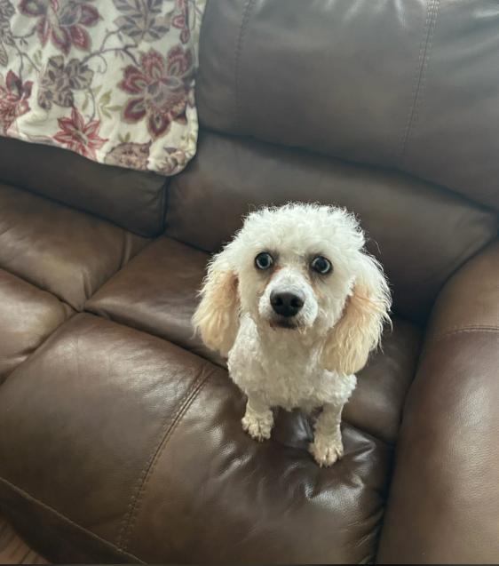 Enlarge Gabriel in RI, a Adoptable Poodle in Cranston, RI image 3/3