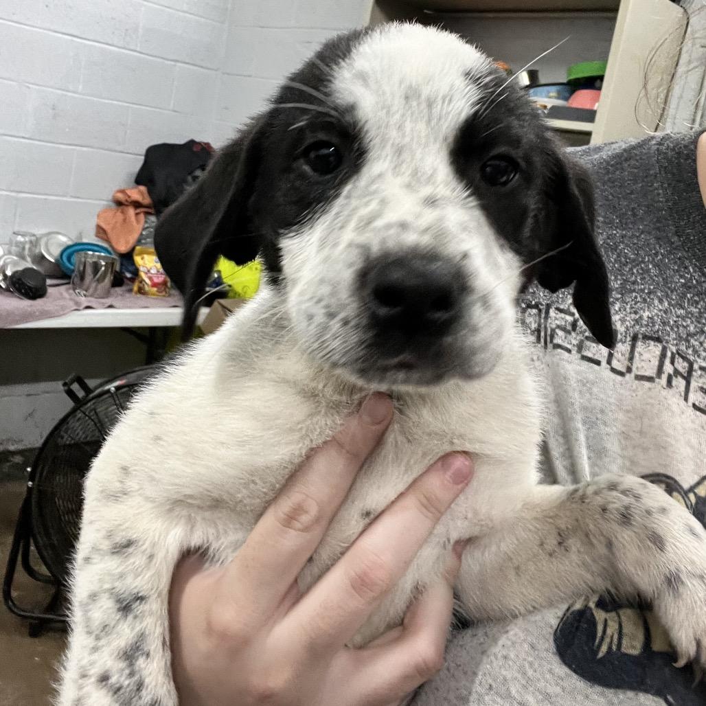 Enlarge Wesson, a Adoptable Mixed Breed in Corbin, KY image 1/1