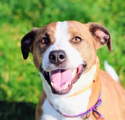 Biggby, a ADOPTABLE Mixed Breed in Hamilton, OH image 1/3